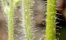 Cryptantha intermedia var. intermedia