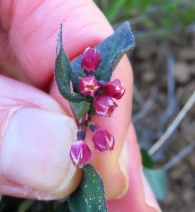 Symphoricarpos albus