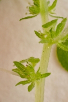 Parietaria hespera