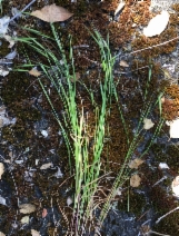 Bromus sterilis