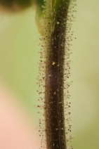 Gilia achilleifolia ssp. multicaulis