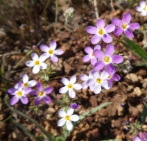 Leptosiphon jepsonii