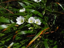 Cerastium arvense