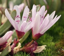 Lewisia longipetala