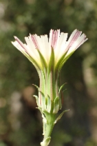 Rafinesquia californica