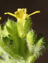 Sisymbrium officinale