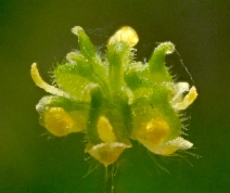 Ranunculus hebecarpus