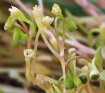 Montia fontana