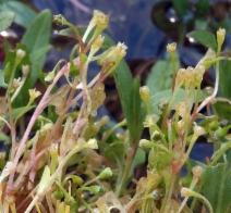 Montia fontana