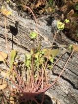 Claytonia perfoliata ssp. mexicana