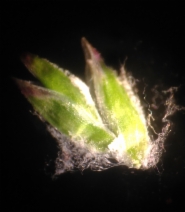 Poa pratensis ssp. pratensis