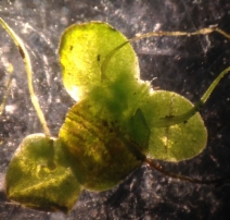 Lemna valdiviana