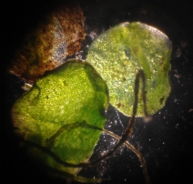 Lemna valdiviana