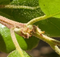 Quercus agrifolia var. agrifolia