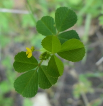 Medicago polymorpha