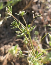 Galium parisiense