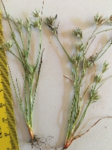 Juncus bufonius var. bufonius