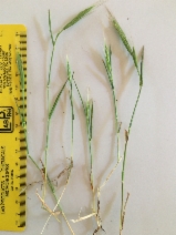 Brachypodium distachyon