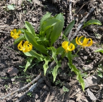 Erythronium tuolumnense