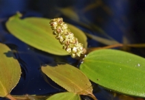 Potamogeton natans