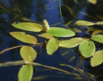 Potamogeton natans