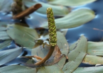 Potamogeton natans