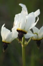 Dodecatheon clevelandii