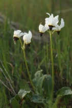 Dodecatheon clevelandii