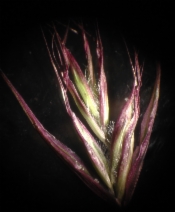 Danthonia californica