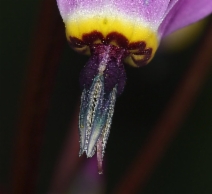 Dodecatheon hendersonii