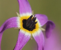 Dodecatheon hendersonii