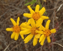 Bahiopsis laciniata