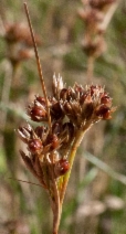 Juncus occidentalis