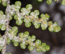 Myriopteris covillei