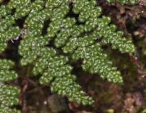 Myriopteris covillei