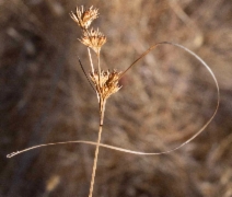 Juncus occidentalis