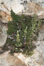 Myriopteris gracilis