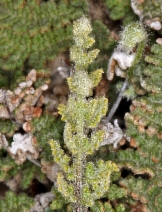 Myriopteris gracilis