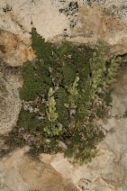 Myriopteris gracilis