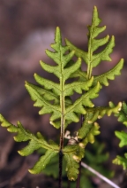 Pentagramma triangularis ssp. triangularis