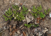 Pentagramma triangularis ssp. triangularis