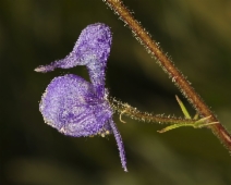 Aconitum columbianum