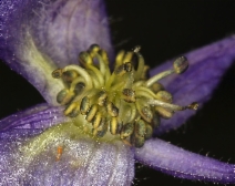 Aconitum columbianum