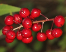 Actaea rubra