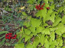 Actaea rubra