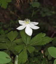 Anemone deltoidea - Calflora