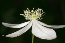 Anemone deltoidea