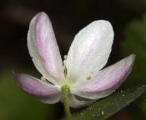 Anemone oregana
