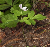 Anemone oregana