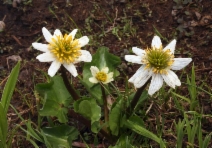 Caltha leptosepala